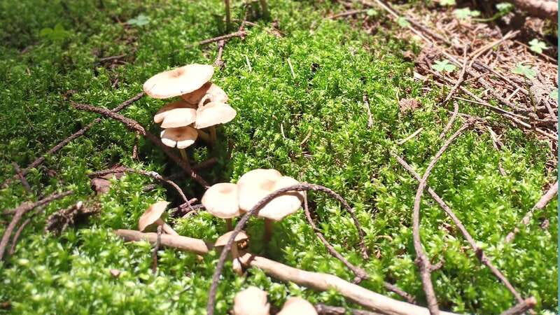 Mexico City: Morning Hiking at Mirador Coconetla - Lunch Break at Río Magdalena