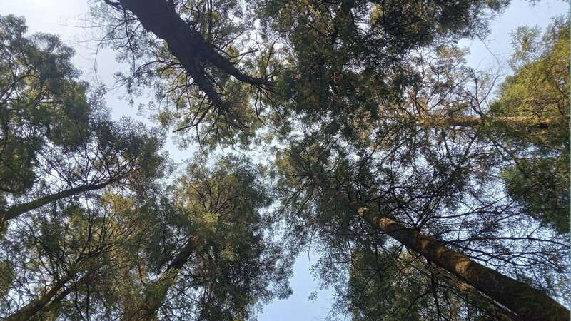 Mexico City: Morning Hiking at Mirador Coconetla - Returning to the City: Drop-off and End of Tour