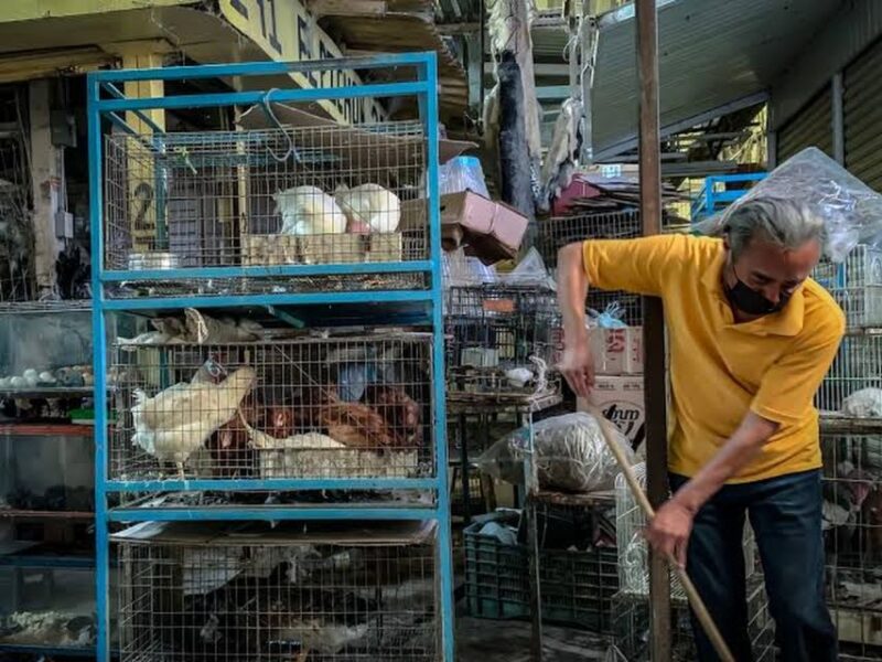 Mexico City: Mystic Markets La Merced & Sonora Culinary Tour - The Surreal Magic of Sonora Market