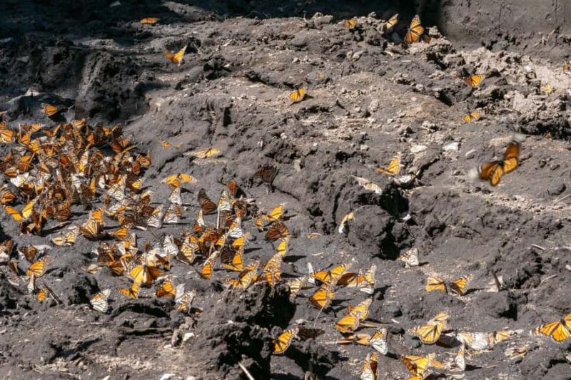 Mexico City: Valle de Bravo & Monarch Butterfly Private Tour - Exploring Valle de Bravo’s Colonial Streets and Waterfront