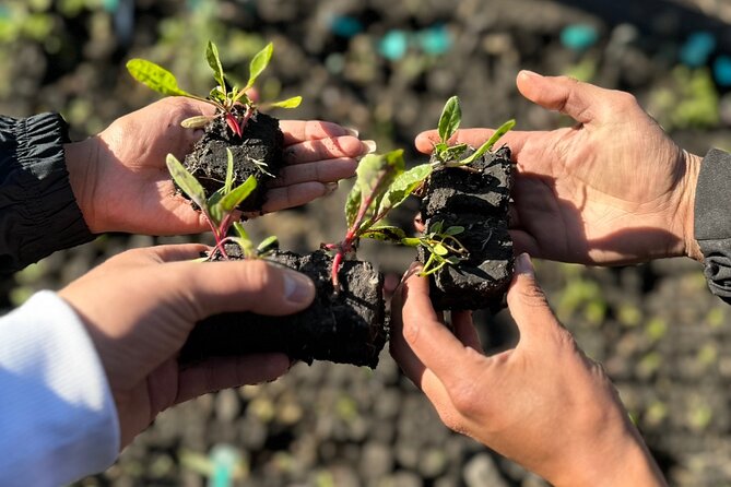 Mexico City: Xochimilco at sunrise + Breakfast and transportation - The Guides and Their Impact on the Experience