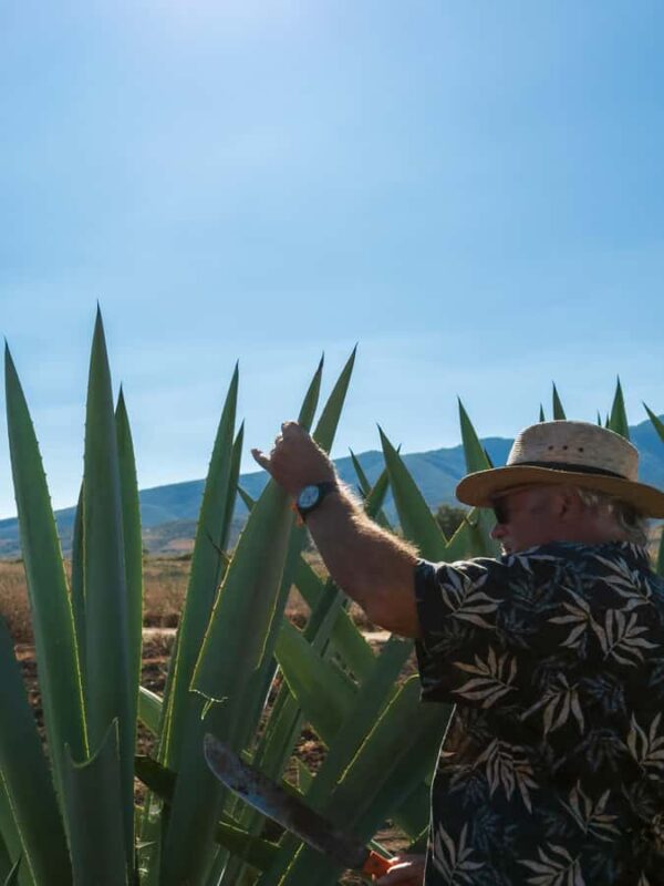 Mezcal, Agave, and Pulque Tour in Oaxaca - Starting Point at Hotel Quinta Real Oaxaca