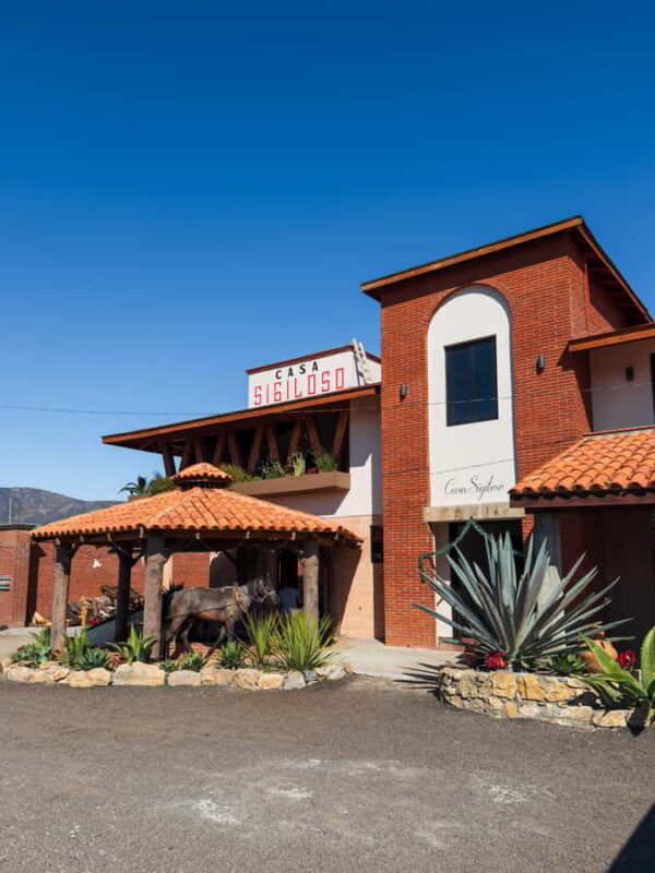 Mezcal, Agave, and Pulque Tour in Oaxaca - Suitability and Limitations