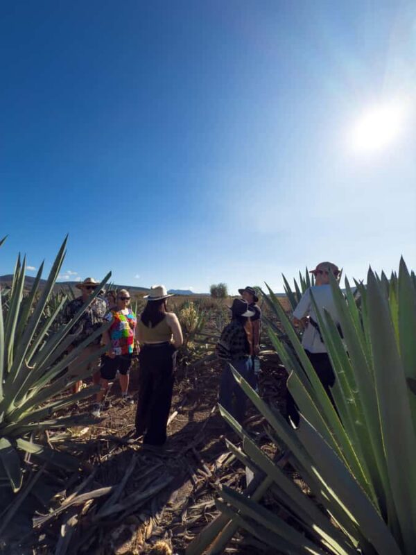 Mezcal, Agave, and Pulque Tour in Oaxaca - Final Thoughts on the Mezcal, Agave, and Pulque Tour in Oaxaca