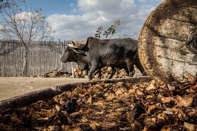 Mezcal Tasting -Masterclass + Blind tasting- - Key Points