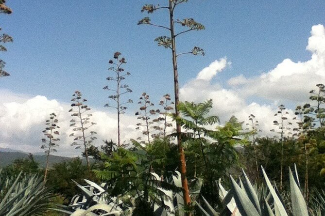 Mezcal Tour Oaxaca - Flexibility and Cancellation Policy