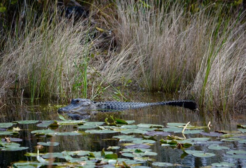 Miami: 1 Hour Everglades River of Grass Small Airboat Tour - What to Expect During Your Everglades Adventure
