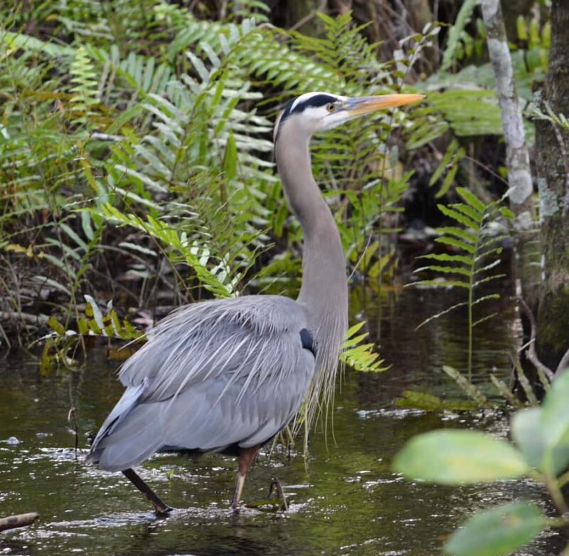 Miami: 1 Hour Everglades River of Grass Small Airboat Tour - Wildlife Encounters and Nature Highlights