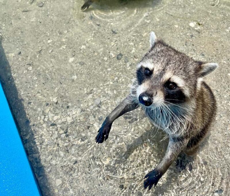 Miami: 4-Hour Island Hopping Boat Trip with Floating Mat - Practicalities: Group Size, Languages, and Flexibility