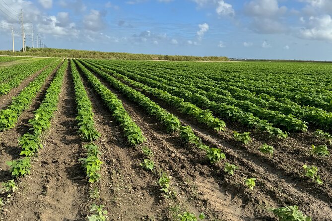 Miami ATV & Buggy Adventure- 5 Star Rated - Safety and Security Measures