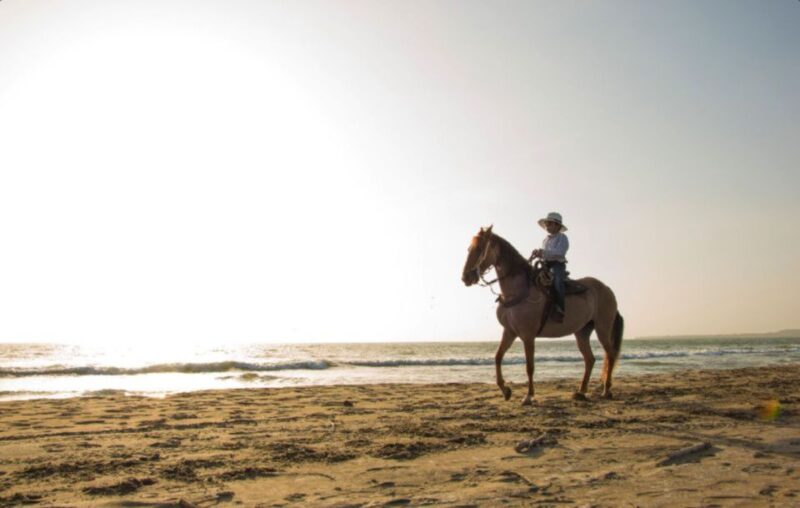 Miami: Beach Horse Ride & Nature Trail - Starting Point at Palomino Ranch & Tours