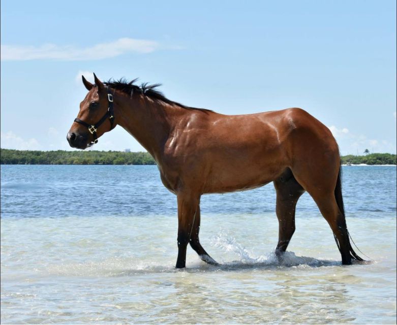 Miami: Beach Horse Ride & Nature Trail - Frequently Asked Questions