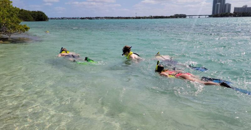 Miami: Beginner-Friendly Island Snorkeling by SUP or Kayak - Practical Tips for Participants