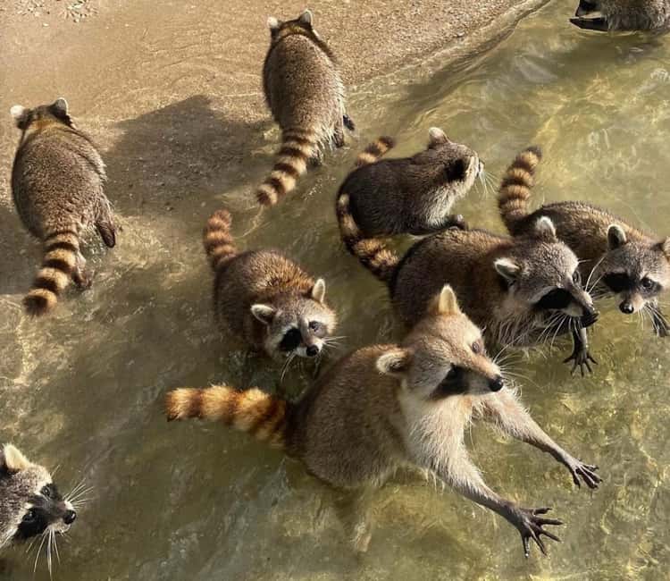 Miami: Celebrity Houses and Star Island Boat Tour - Raccoon Island: A Unique Wildlife Encounter
