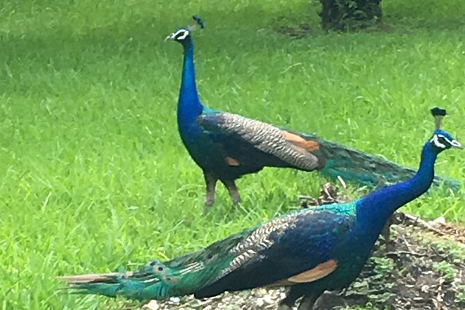 Miami: City and Boat Tour Combo - Flexibility and Optional Exploration Time