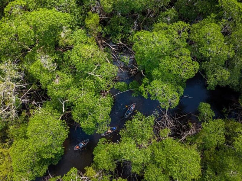 Miami: Clear Kayak Eco Tour with Guide and Wildlife - Wildlife Sightings: Birds, Rays, and Manatees