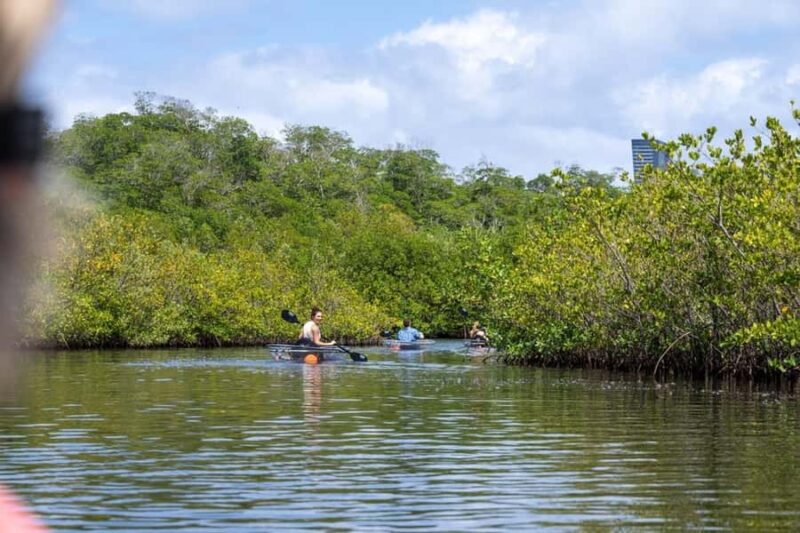 Miami: Clear Kayak Eco Tour with Guide and Wildlife - Practical Tips for a Smooth Trip