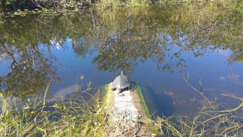 Miami: Everglades Airboat Ride and Tram Tour - All-Inclusive Experience with No Extra Charges
