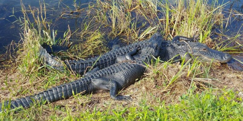 Miami: Everglades Airboat Ride and Tram Tour - How This Tour Compares to Similar Offerings
