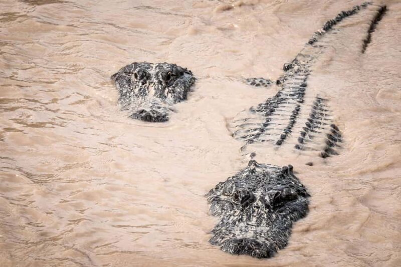 Miami: Everglades Airboat & Wildlife Experience - Comparing This Tour to Similar Experiences