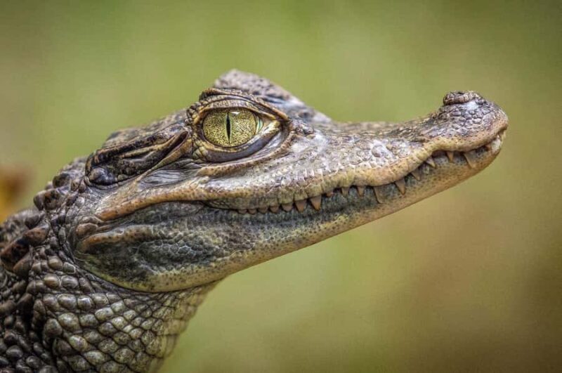 Miami: Everglades Airboat & Wildlife Experience - The Overall Experience and Who Will Enjoy It