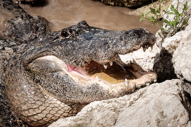 MIAMI: Everglades Airboat, Wildlife Gator Show and Photo - The Real Value of This Everglades Tour