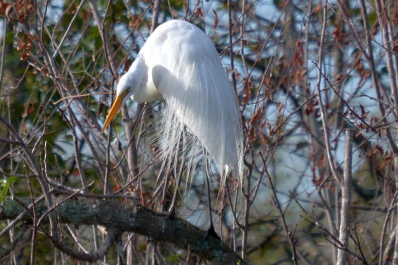 Miami: Everglades Full-Day Tour with 2 Boat Trips and Lunch - Walking Tours in the Everglades Cypress Dome and Cultural Sites