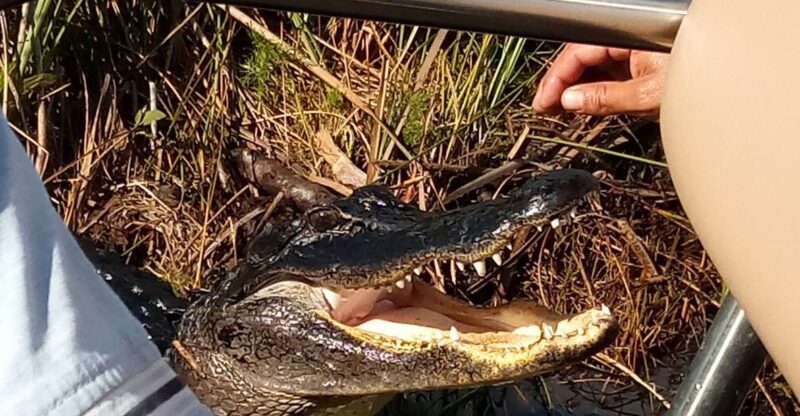 Miami: Everglades Full-Day Tour with 2 Boat Trips and Lunch - Frequently Asked Questions