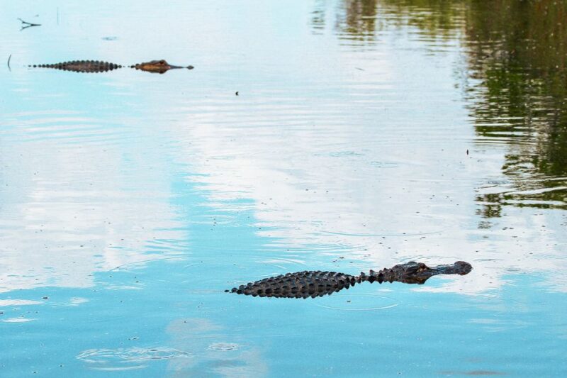 Miami: Everglades National Park Airboat Tour & Wildlife Show - Frequently Asked Questions