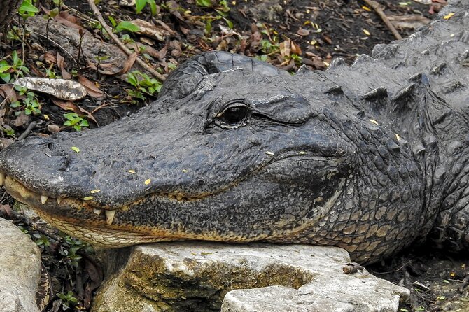 Miami Full Day Self-Guided Sightseeing Tour w/ Cruise and Everglades Airboat - Practical Details and Transportation