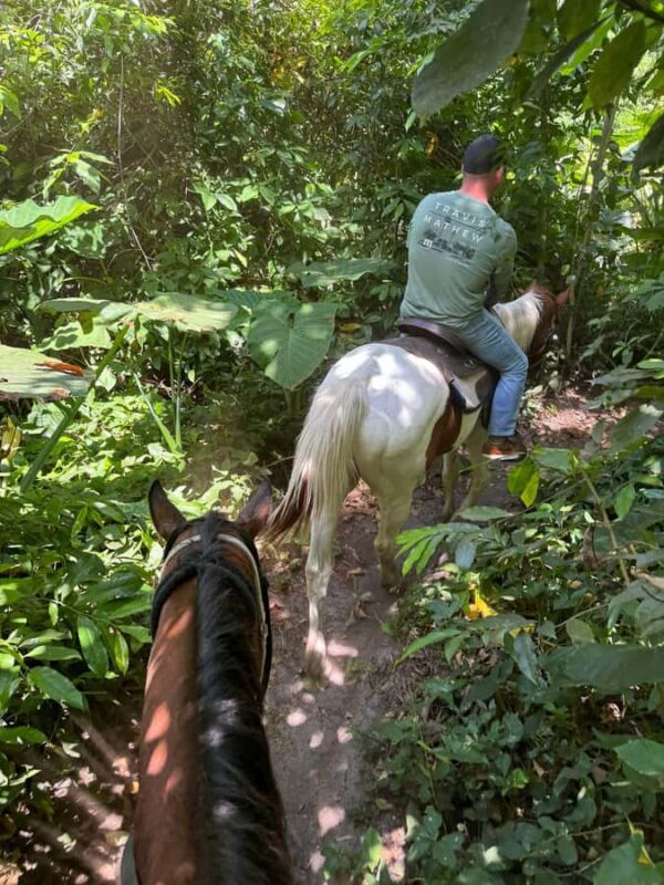 Miami: Horseback Riding in South Beach - The Horses and Safety Measures