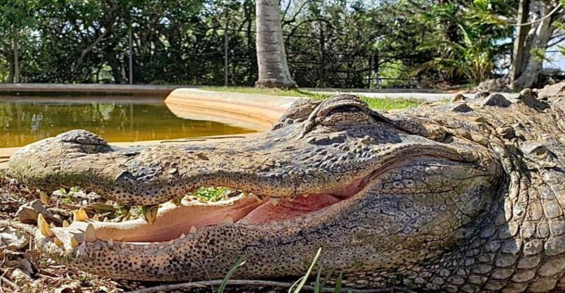 Miami: Original Everglades Airboat Tour & Interpretive area - The Animal Show and On-Site Encounters