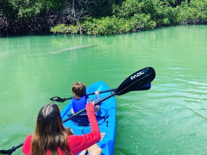 Miami: Paddle Board or Kayak Rental in Virginia Key - Wildlife During the Manatee Season (November-April)