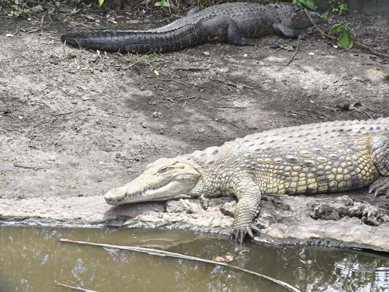 Miami: Private Everglades Tour in French in a Convertible Mustang - Exciting Group Airboat Ride in the Marshes