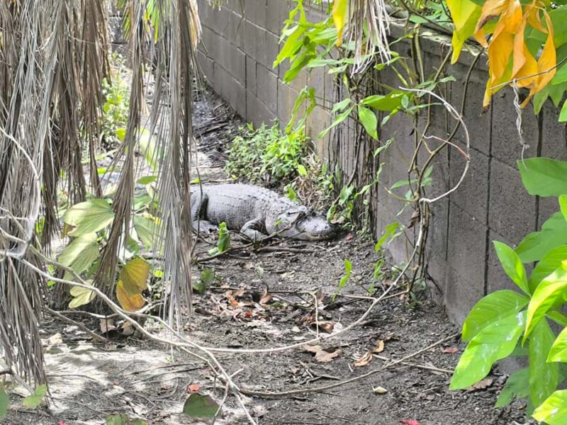 Miami: Private Everglades Tour in French in a Convertible Mustang - Practical Details and Logistics