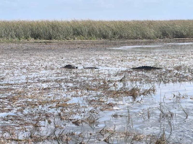 Miami: Private Everglades Tour in French in a Convertible Mustang - Final Thoughts on the Miami Private Everglades Tour