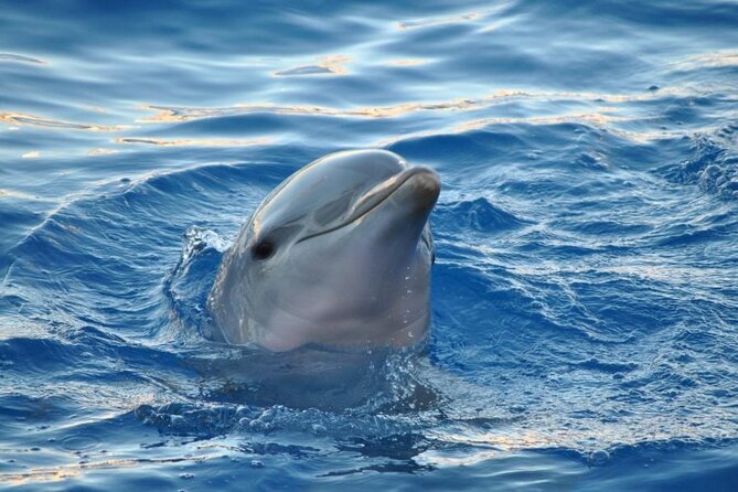 Miami: Private Golden Hour Cruise - Practical Aspects and Booking Details