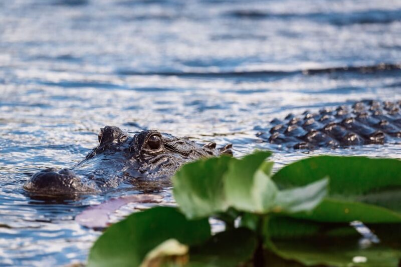 Miami: Wild Everglades Airboat Ride and Gator Encounters - Guides and Multilingual Support