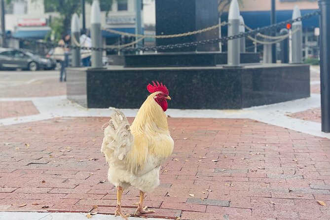 Miami's Most Authentic Walking Tour of Little Havana - Starting at the Bay of Pigs Monument in Little Havana