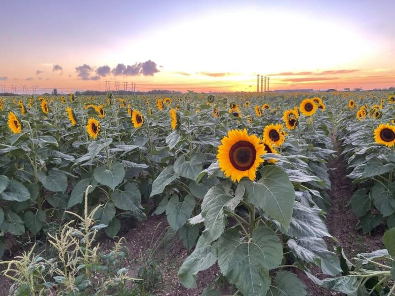 Miami's Ultimate Buggy Adventure on a Polaris RZR UTV - The Physical Challenge and Terrain