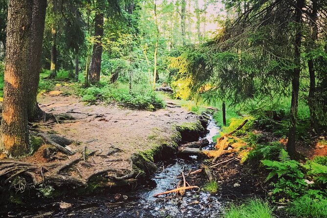 Midnight Sun and Campfire - National Park evening hike Stockholm - Grounding and Cultural Insights with Alexandra