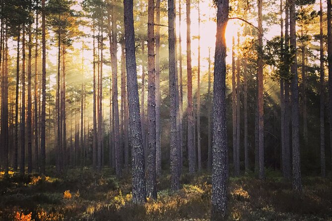 Midnight Sun and Campfire - National Park evening hike Stockholm - Practical Details and Tips for Attendees