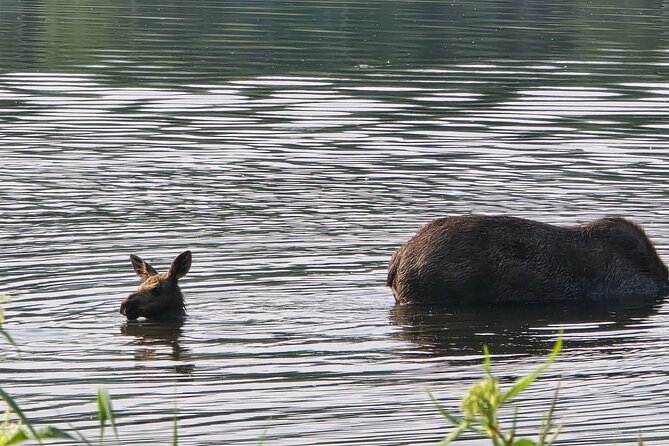 Midnight Sun Magic Chena Hot Springs Soak and Ice Museum Tour - Personalized and Attentive Tour Guidance by Kevin and Nate