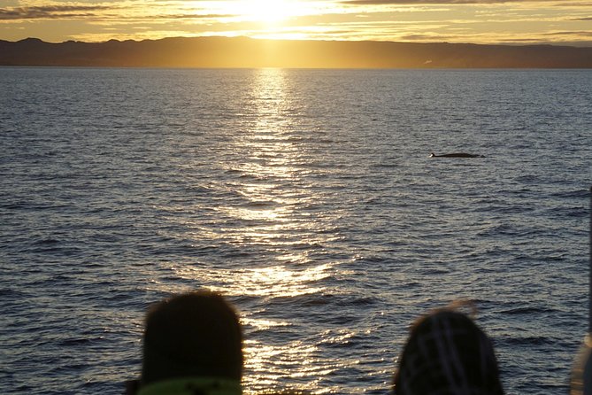 Midnight Sun Whale Watching from Reykjavik - Comfort and Safety on the Boat