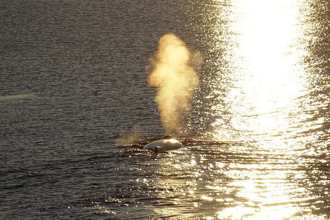 Midnight Sun Whale Watching from Reykjavik - Comparing This Tour to Similar Icelandic Experiences