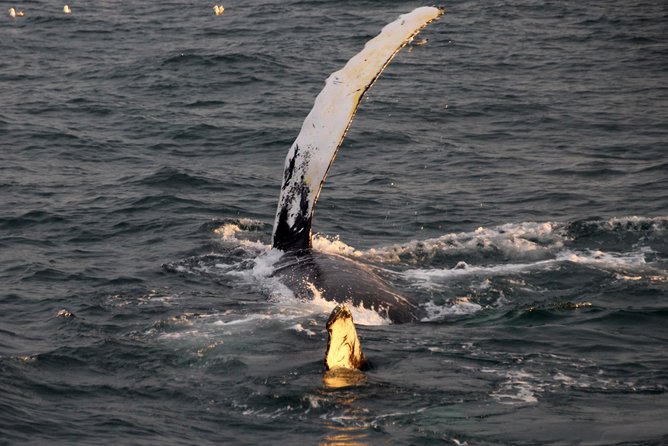 Midnight Sun Whale Watching from Reykjavik - Review Highlights and Notable Criticisms