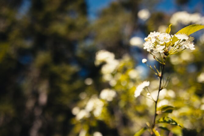 Mi'kmaq Heritage Path Tour - Engaging with the Cultural Center for Deeper Insight