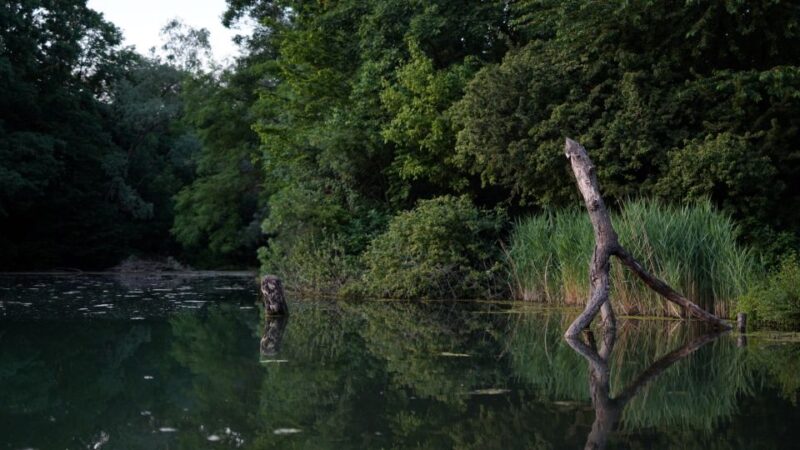 Milan: Bike Tour with Picnic on the turtle lake - Parco Aldo Aniasi: An Additional Sunset Moment
