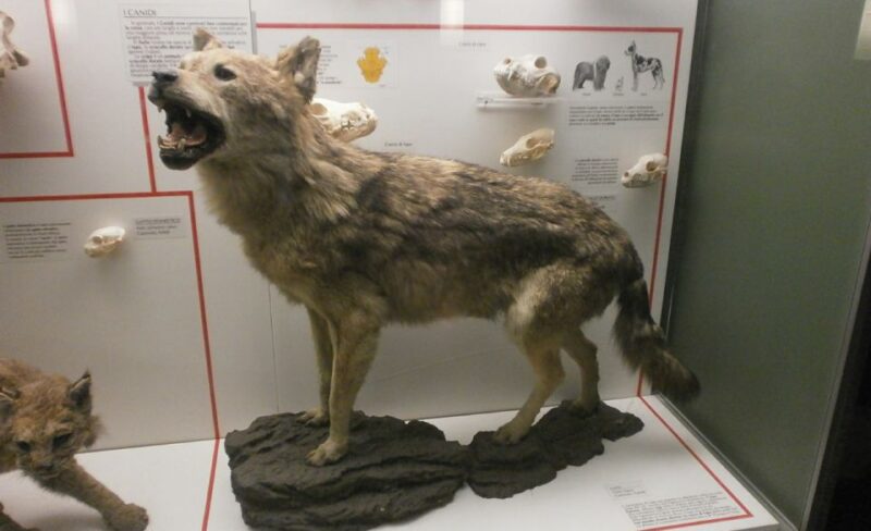 Milan: Natural History Museum Entry Ticket & Audio Guide - Discover Milan’s Natural History Museum with Entry and Audio Guide