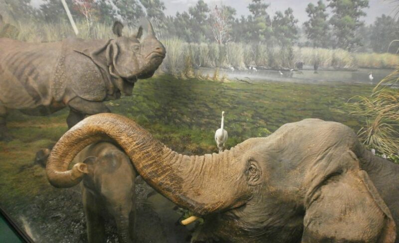 Milan: Natural History Museum Entry Ticket & Audio Guide - Highlights of the Museum Collection